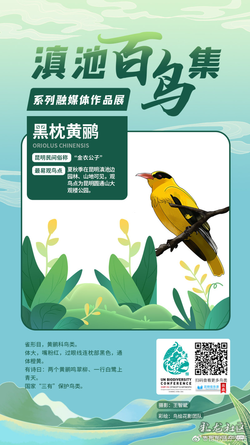 第五期:林鸟欲归栖,翩翩竞翔集