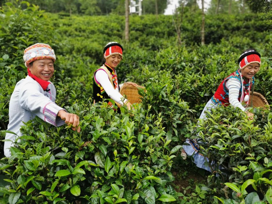 云南省人民政府网