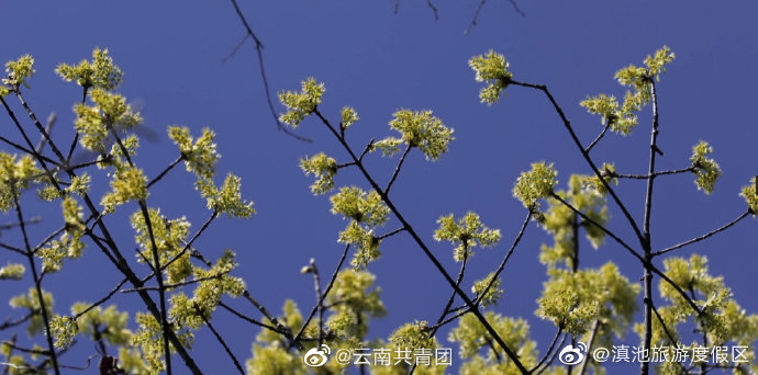“滇池旅游度假区”微博