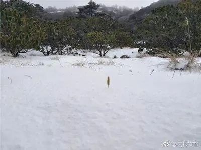丽江日报