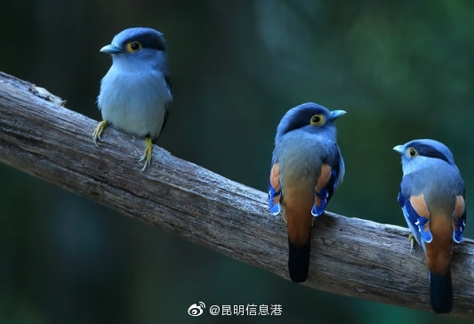 昆明信息港