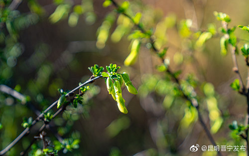 昆明晋宁发布