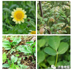 美丽云南微科普