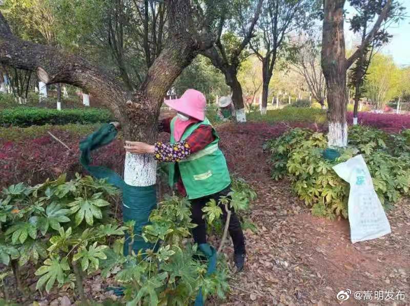 嵩明发布