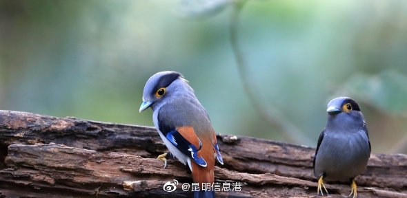 昆明信息港