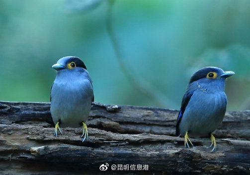 昆明信息港