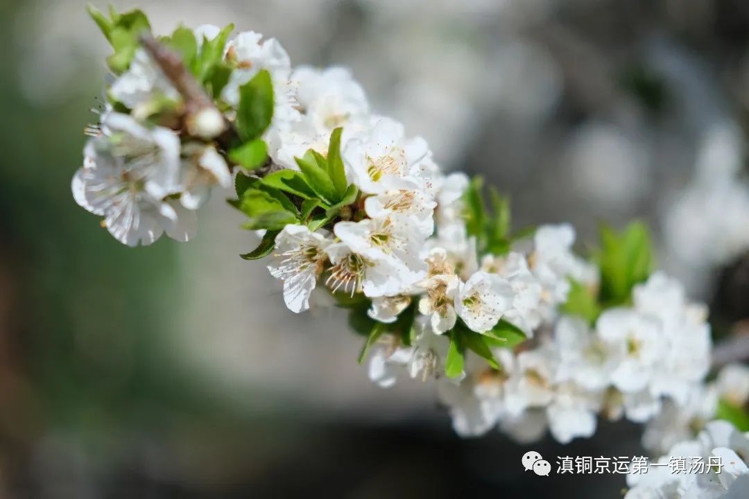 东川发布(微信)