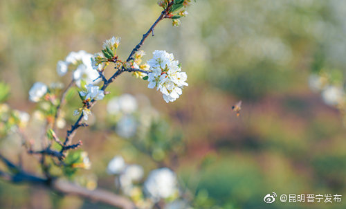 昆明晋宁发布