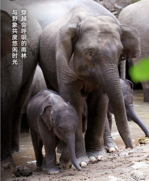 嵩明发布