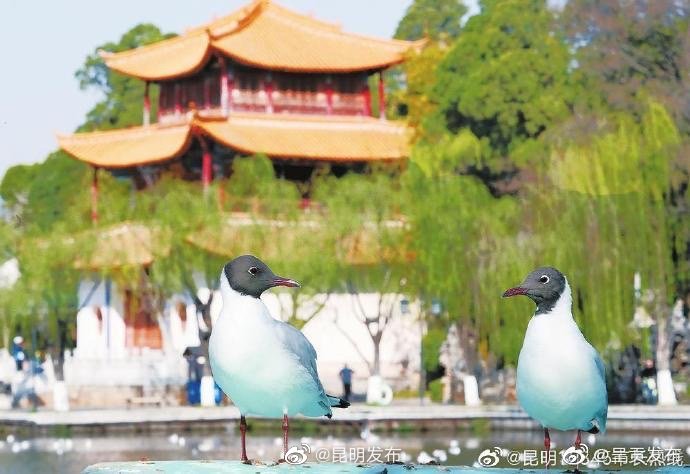 昆明发布