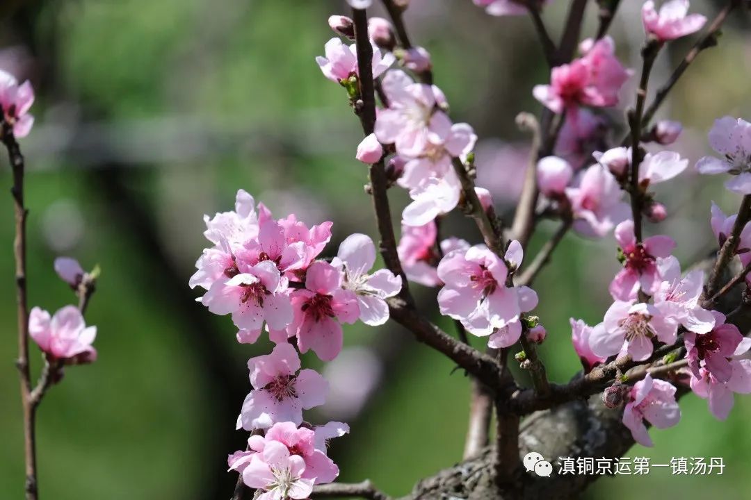 东川发布(微信)