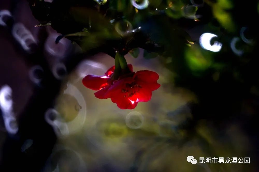 昆明市黑龙潭公园