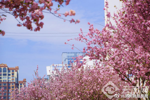 “昆明官渡发布”微博