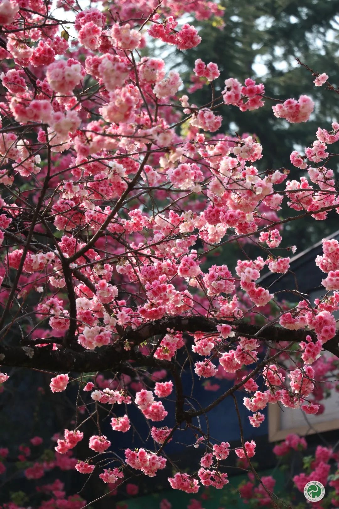昆明动物园