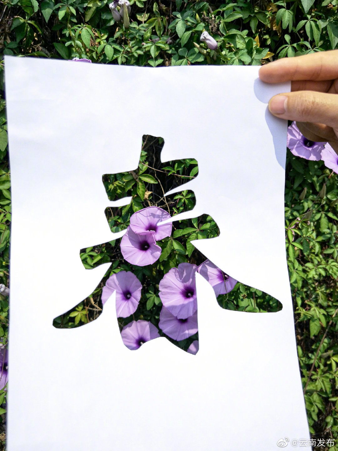 “云南发布”微博