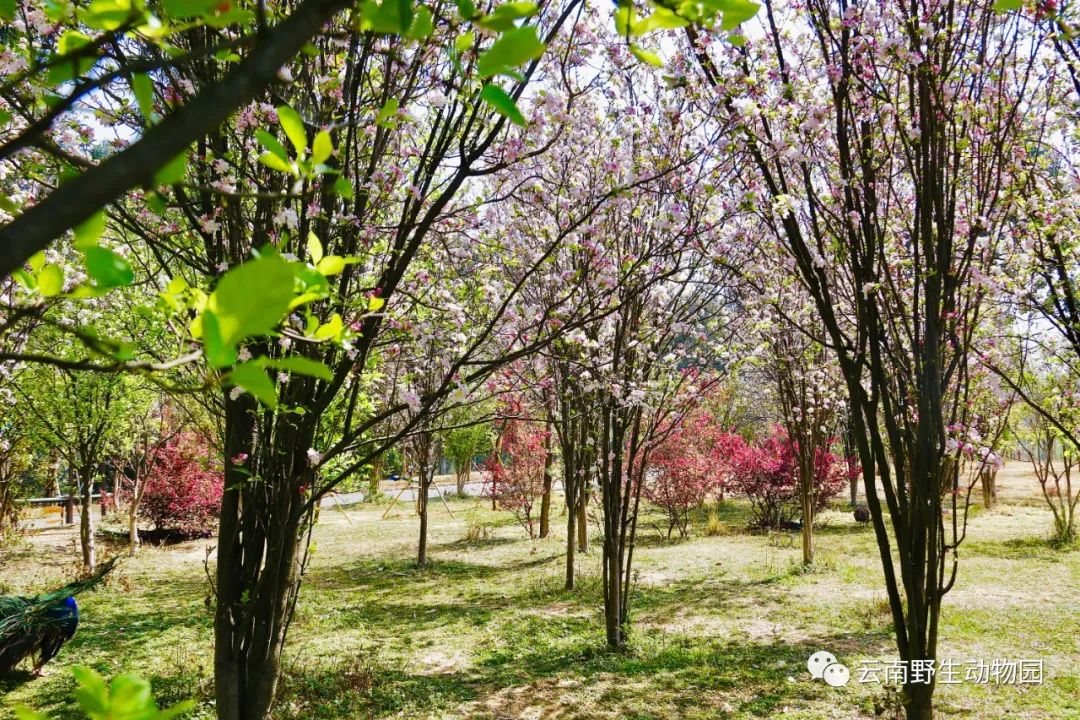 云南野生动物园