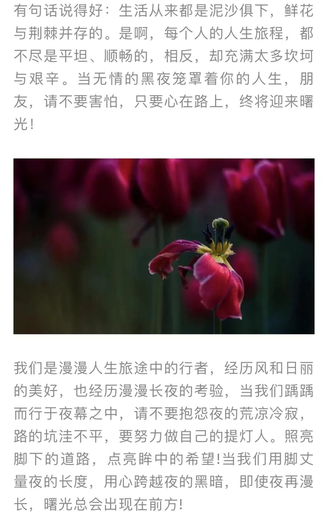 红色扎西