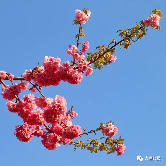 大理日报