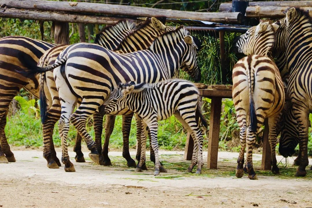 云南野生动物园