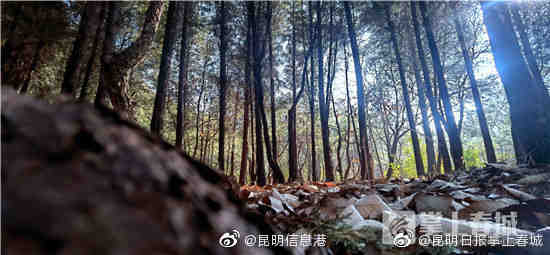昆明黑龙潭公园三八节女性免费逛
