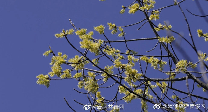 “滇池旅游度假区”微博