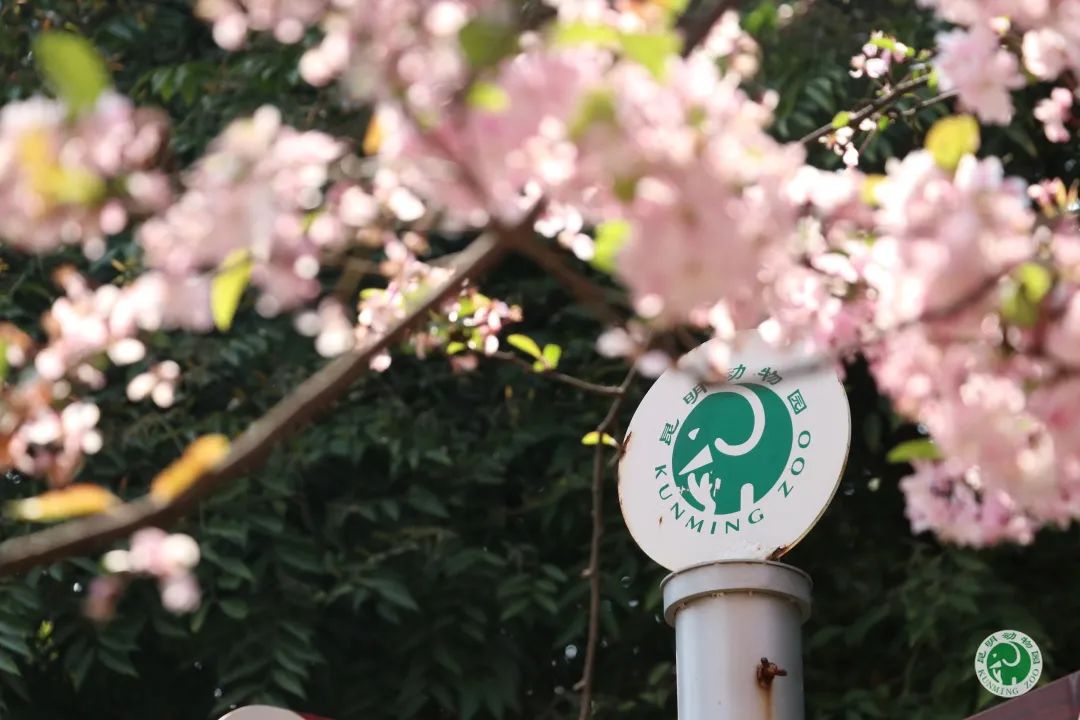 昆明动物园