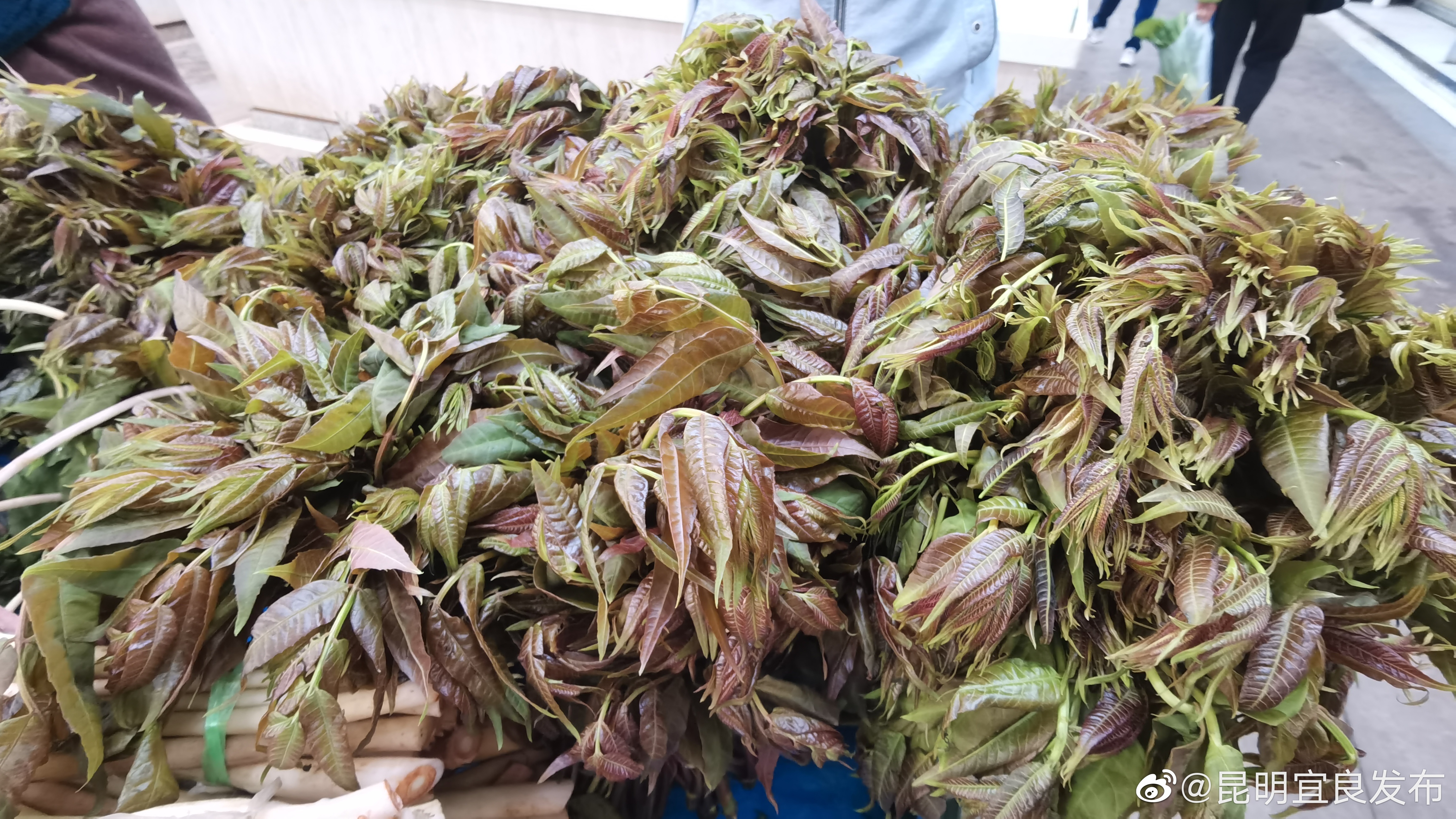 “昆明宜良发布”微博