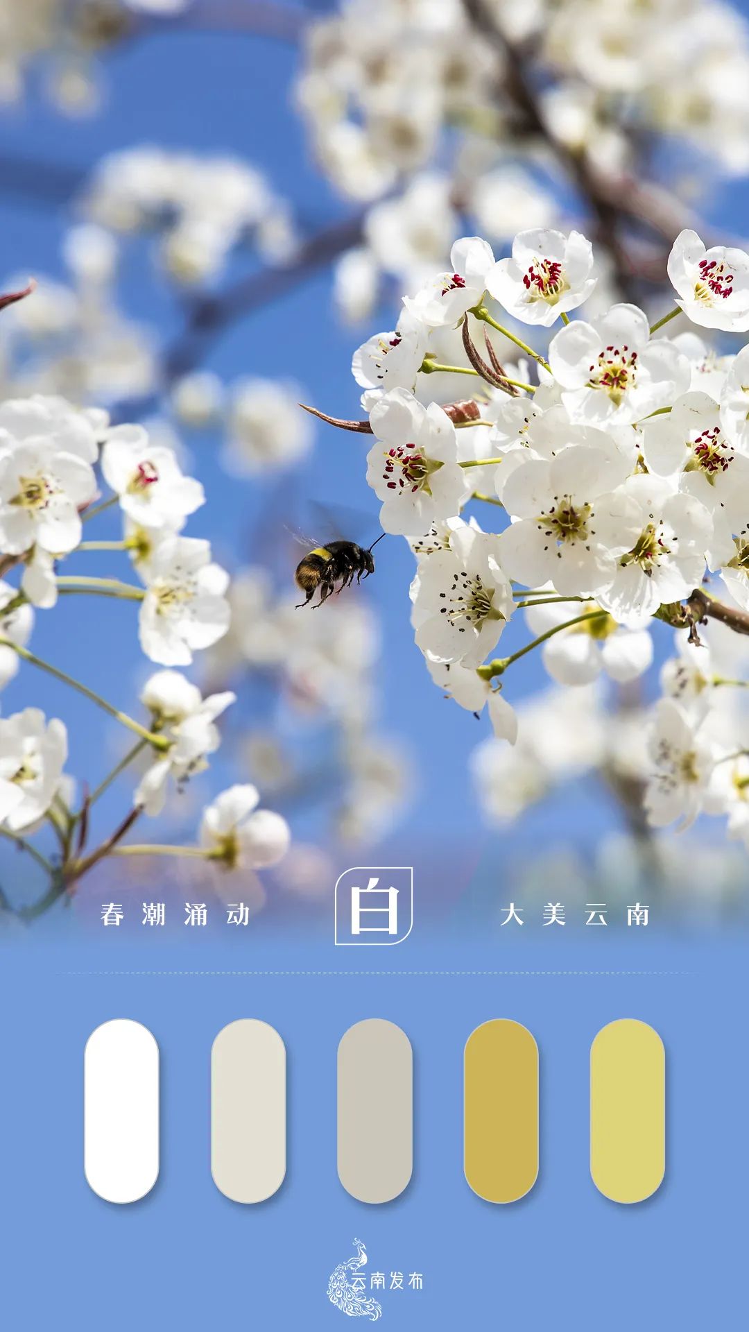 玉溪发布
