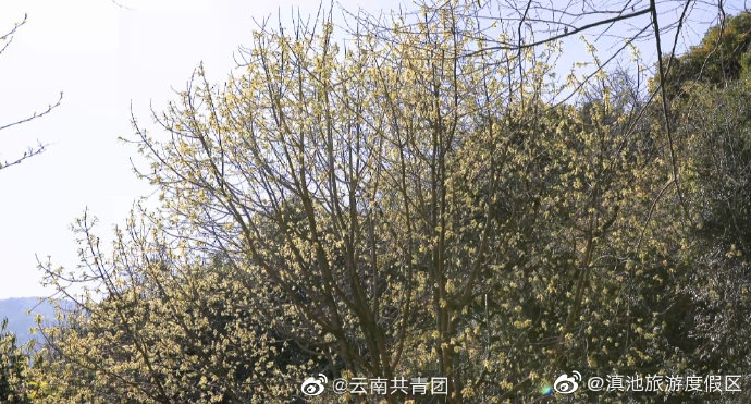 “滇池旅游度假区”微博