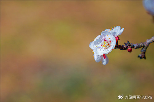昆明晋宁发布