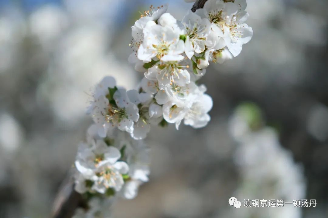 东川发布(微信)