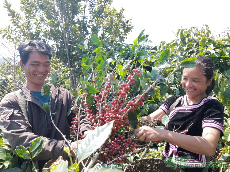 孟连县咖啡种植面积突破10万亩
