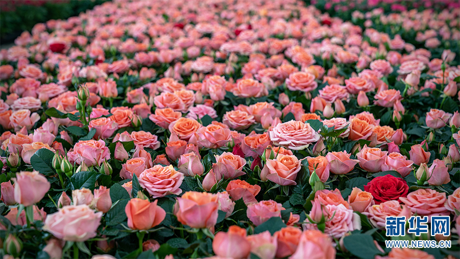 云南省文化和旅游厅