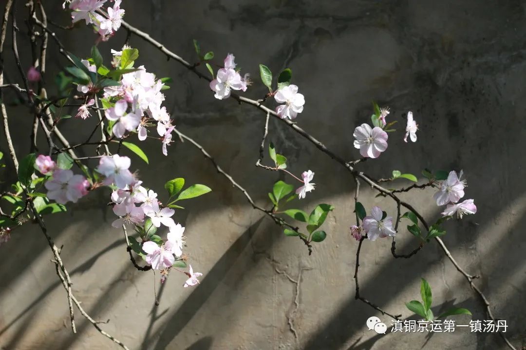 东川发布(微信)