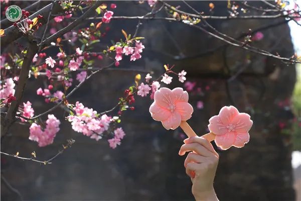 掌上春城微信公众号