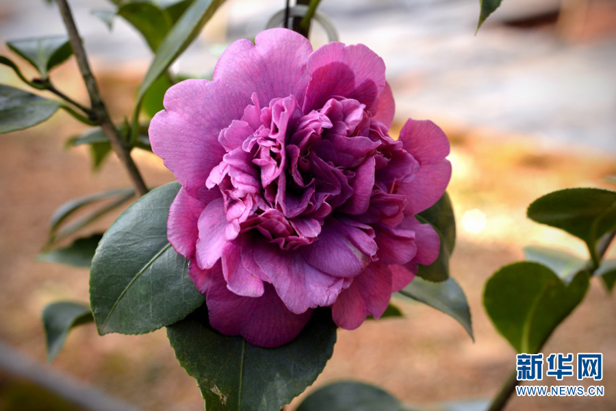 云南省文化和旅游厅