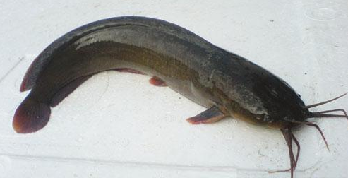 昆明信息港/cnkmxxg