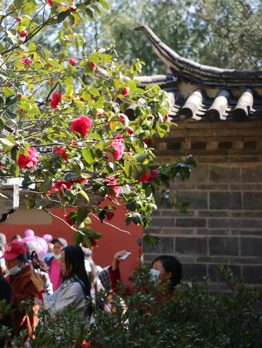 微丽江