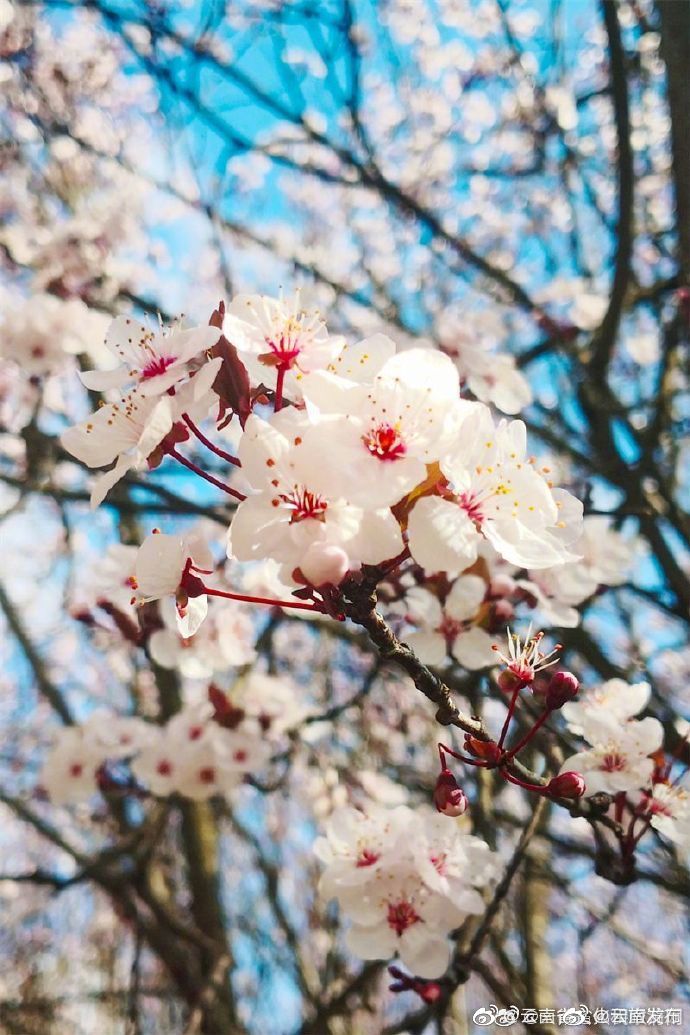 “云南发布”微博