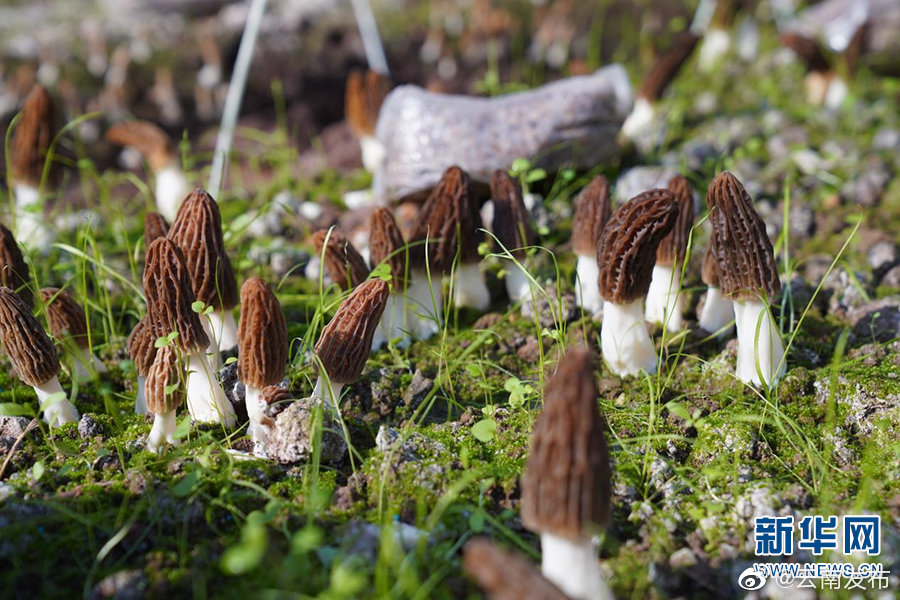 “云南发布”微博