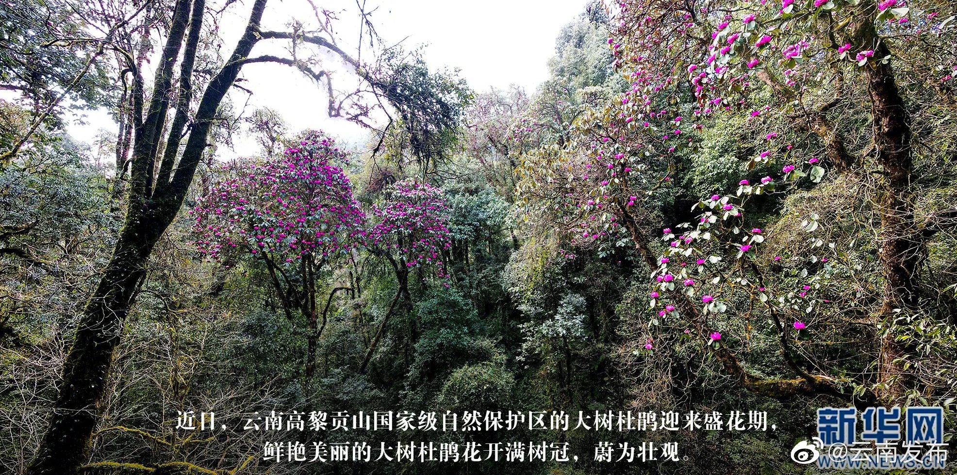 “云南发布”微博