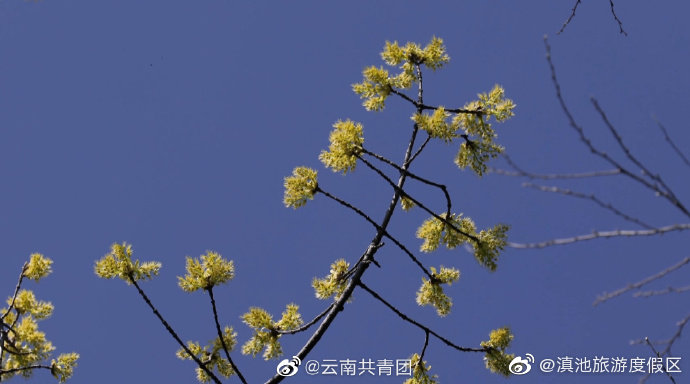 “滇池旅游度假区”微博