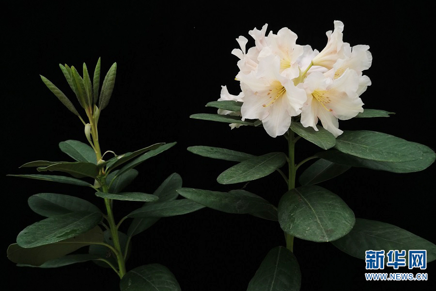 云南省文化和旅游厅