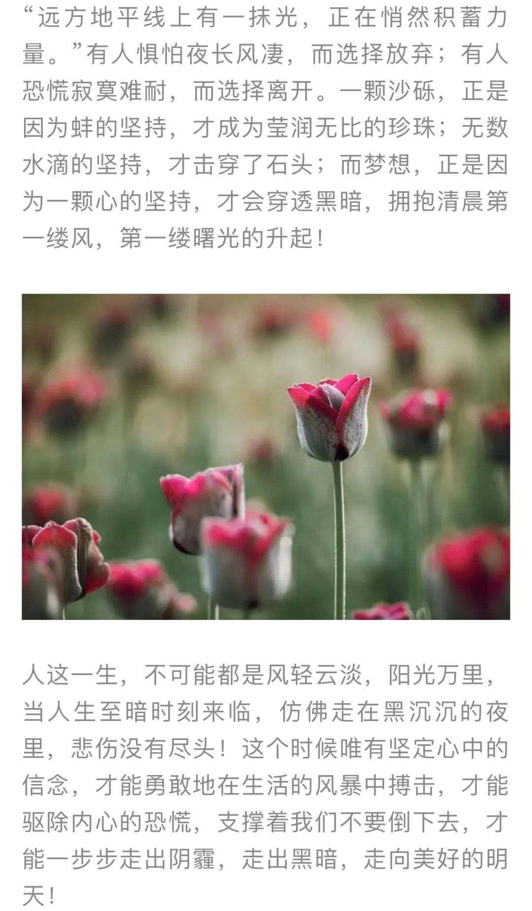 红色扎西