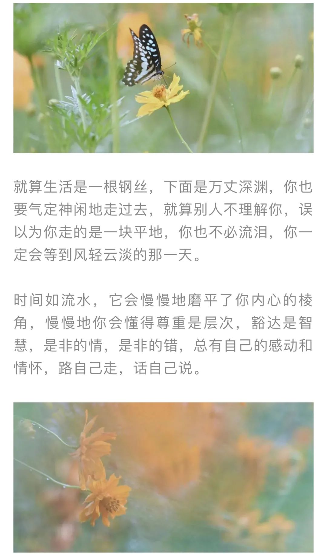 红色扎西