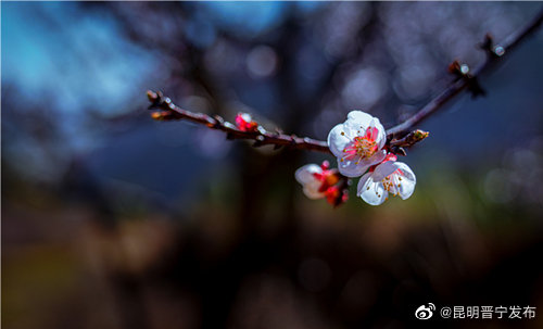 昆明晋宁发布
