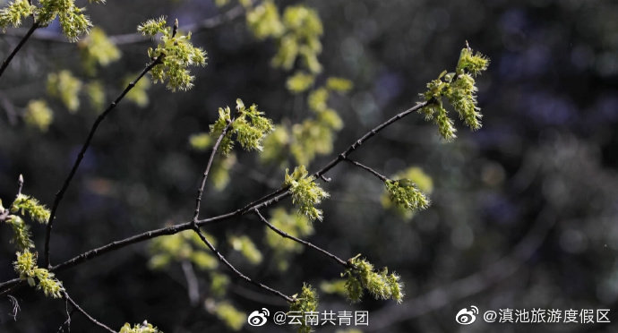 “滇池旅游度假区”微博