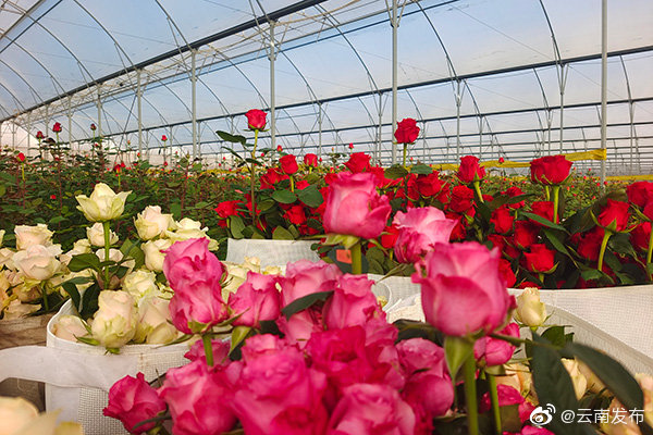 “云南发布”微博