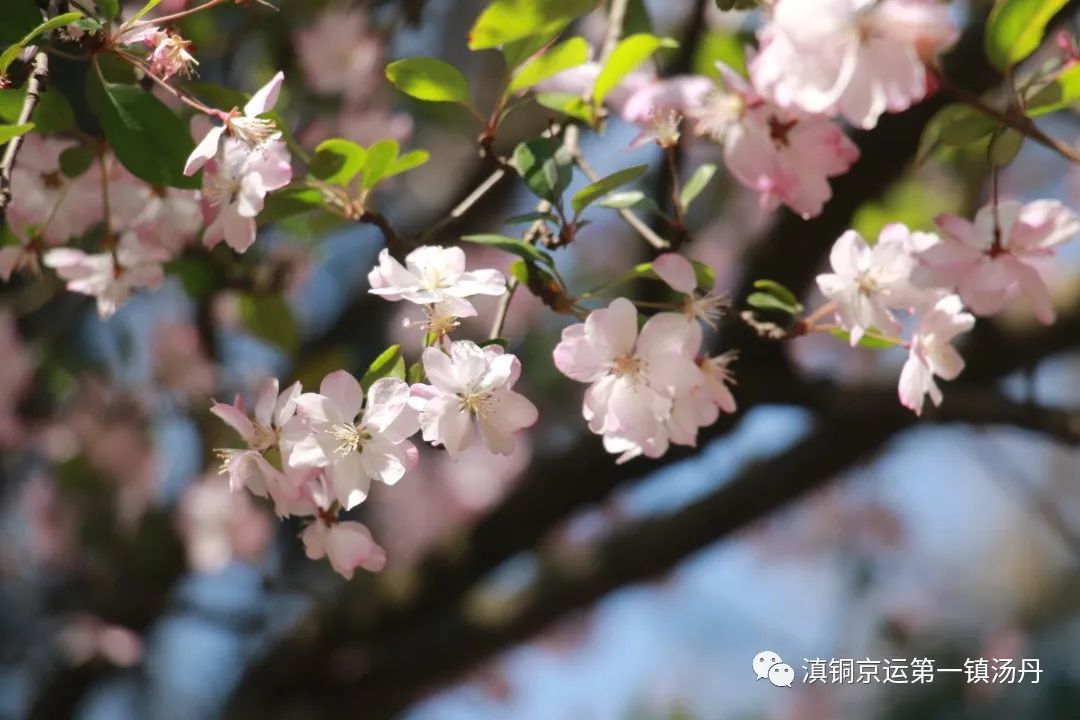 东川发布(微信)