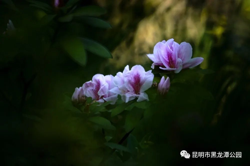 昆明市黑龙潭公园